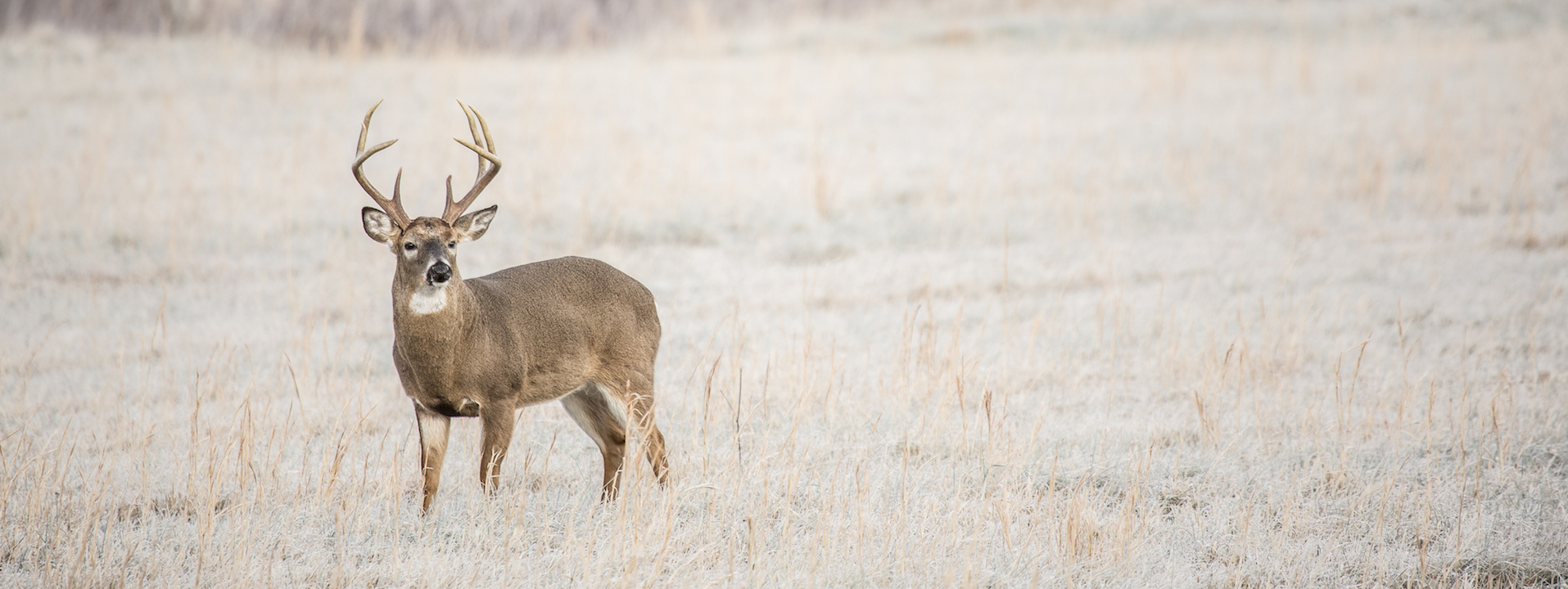 www.deerfeedingchart.com